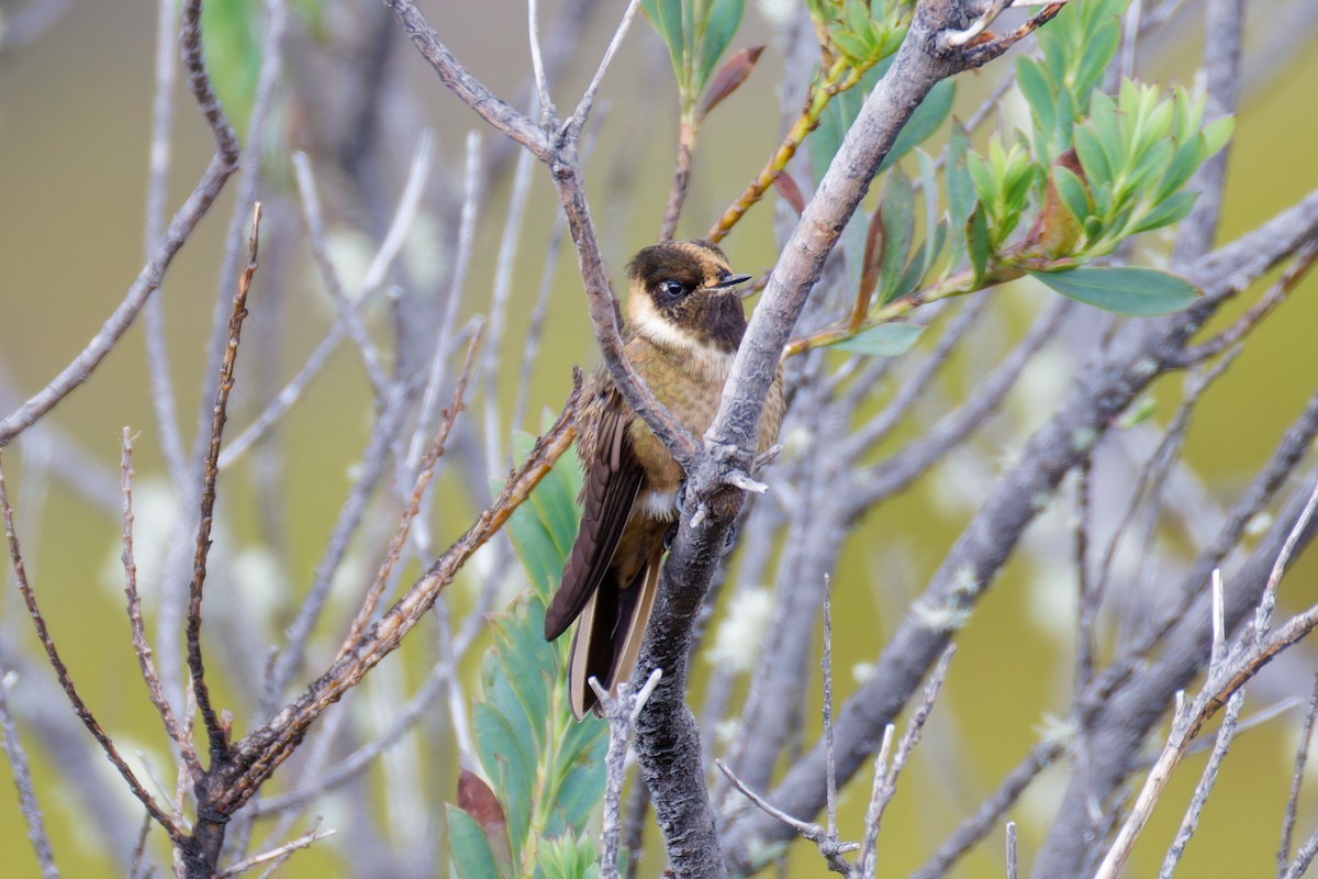 Buffy Helmetcrest - ML643923945