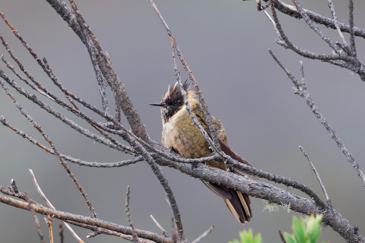 Buffy Helmetcrest - ML643923952