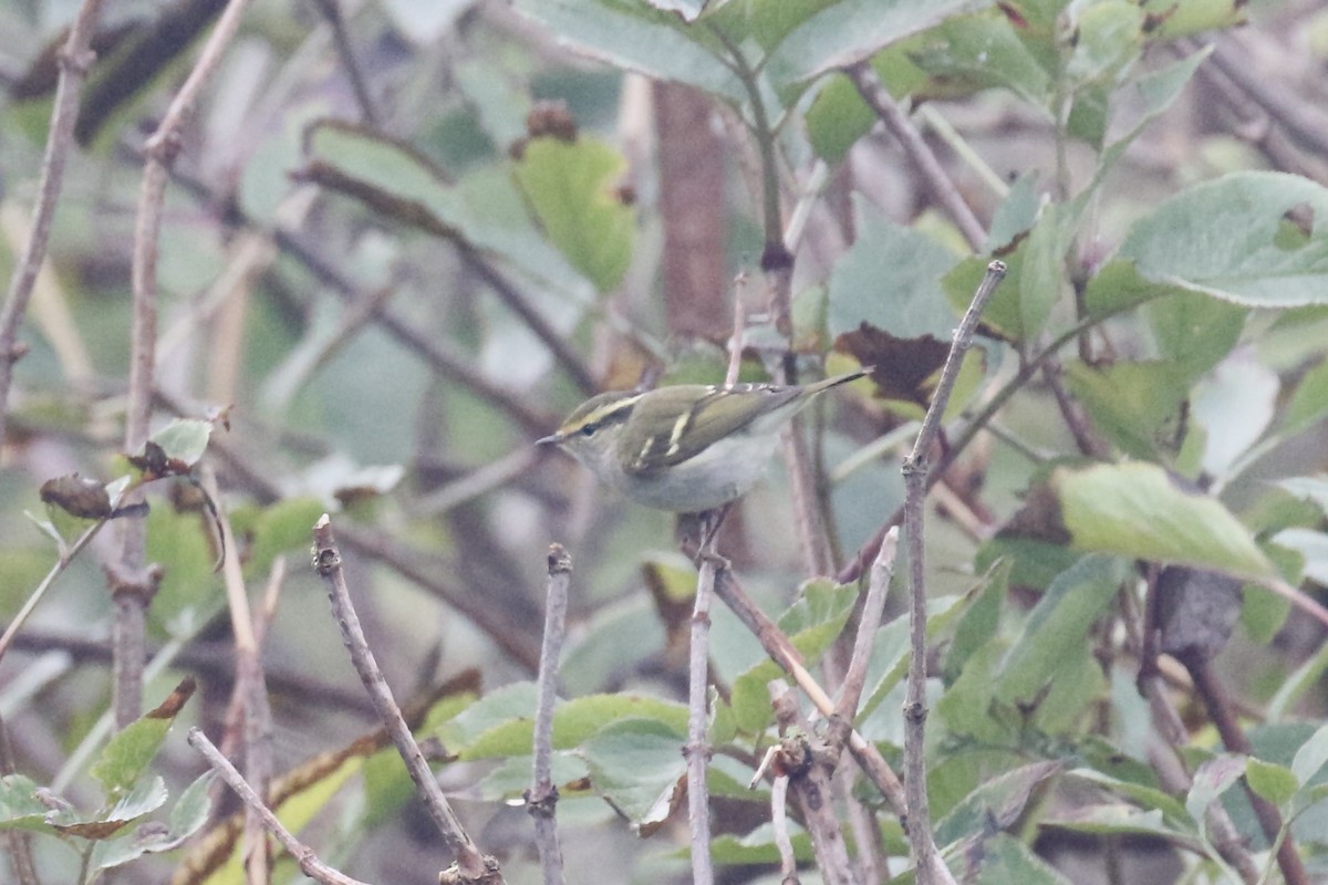 Pallas's Leaf Warbler - ML643923961