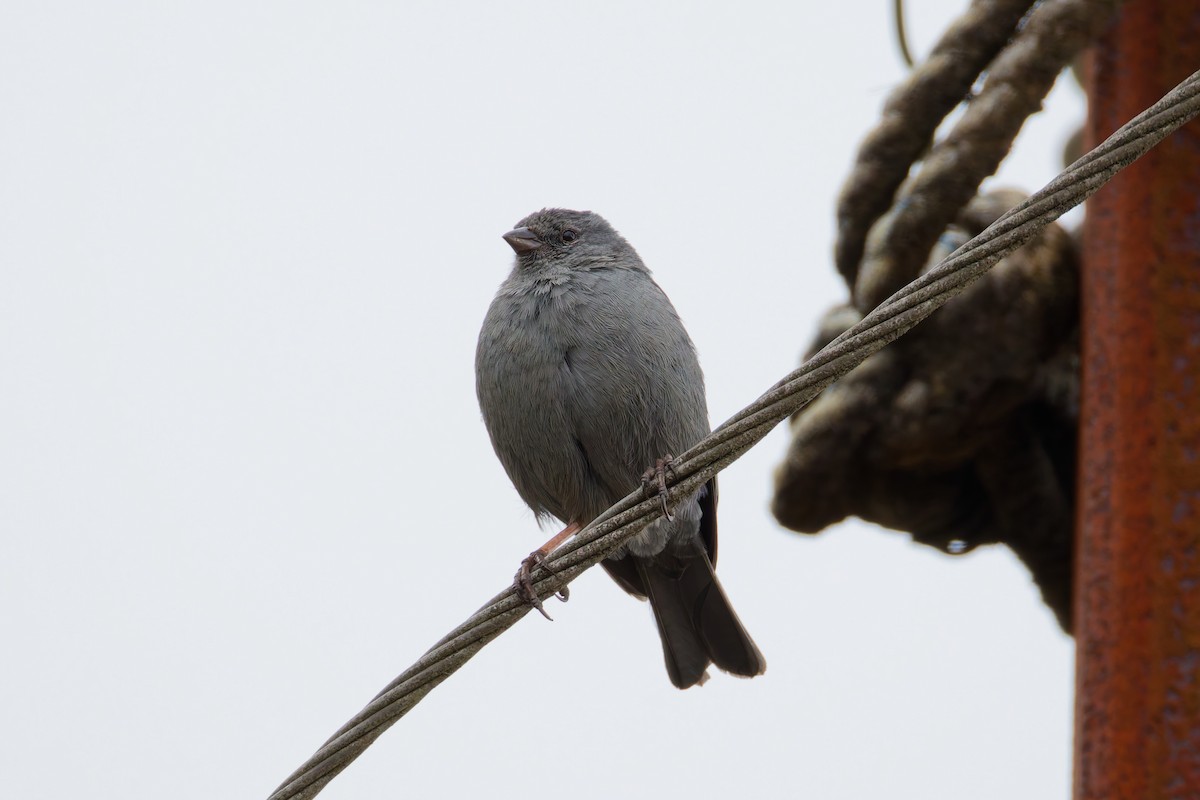 Plumbeous Sierra Finch - ML643923973
