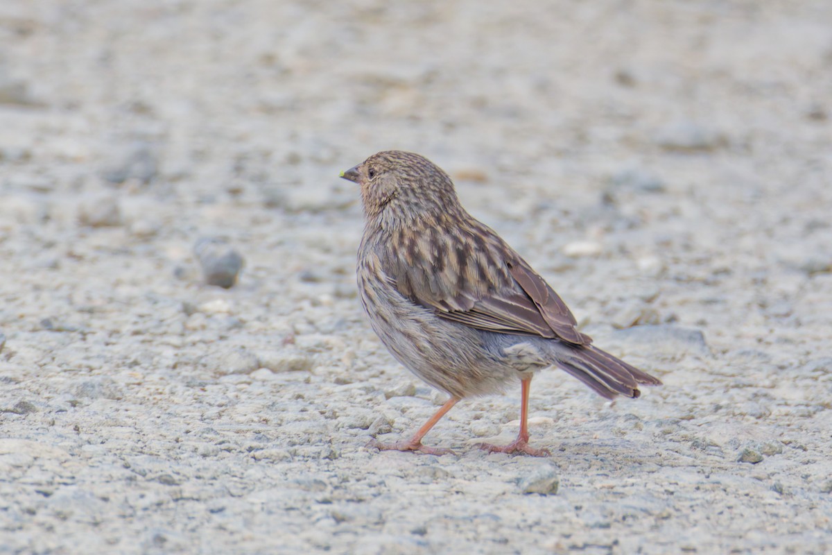 Plumbeous Sierra Finch - ML643923974