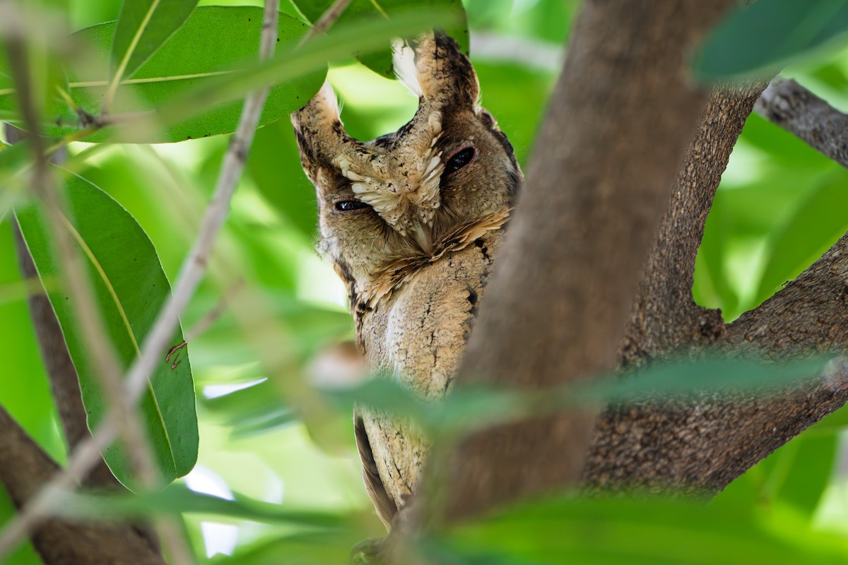 Collared Scops-Owl - ML643923980