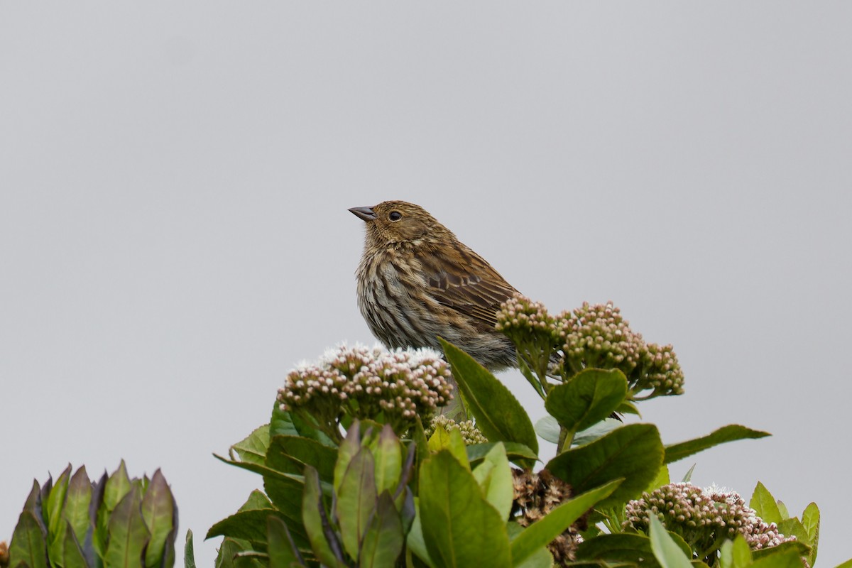 Plumbeous Sierra Finch - ML643923984