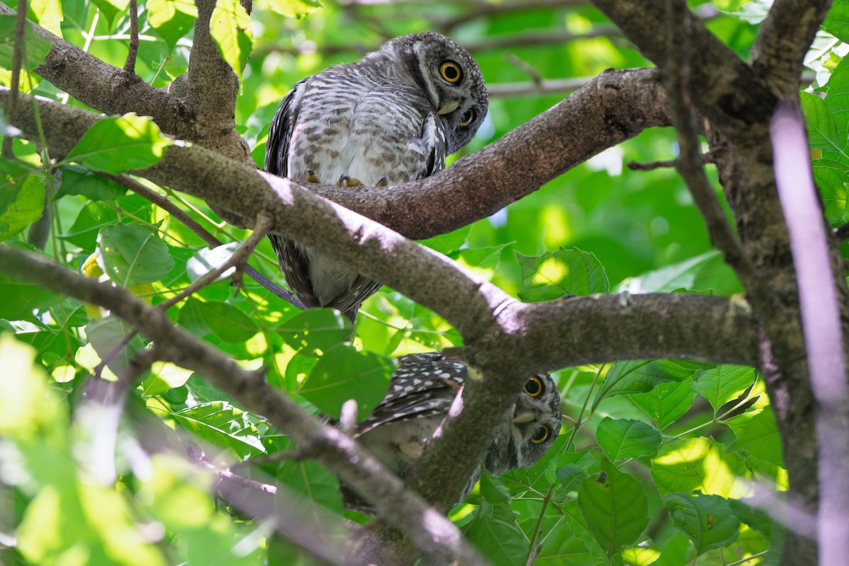 Spotted Owlet - ML643923990