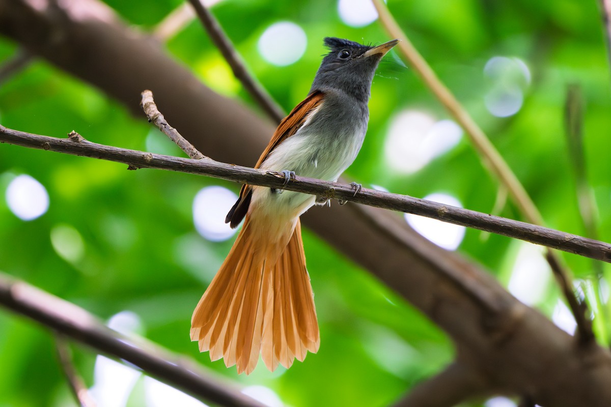 Blyth's Paradise-Flycatcher - ML643923995