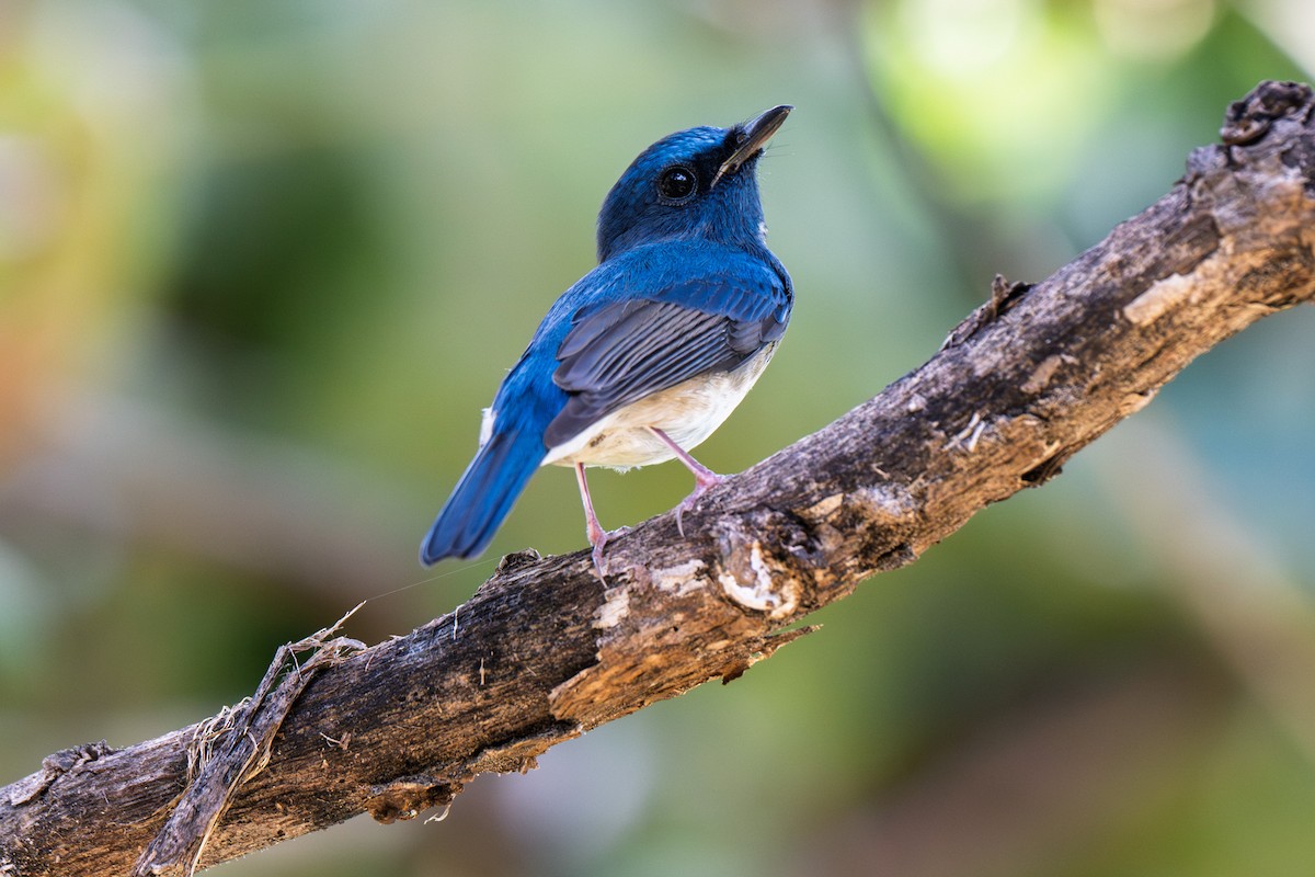 Hainan Blue Flycatcher - ML643923998
