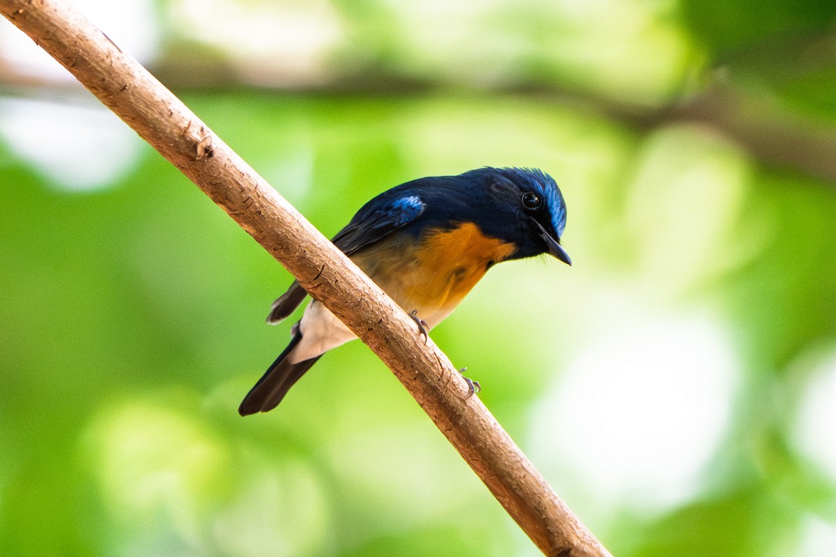 Chinese Blue Flycatcher - ML643924000