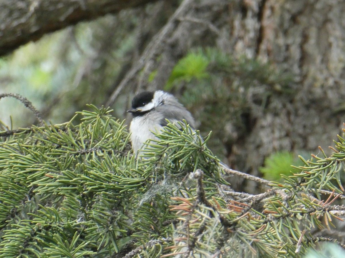 Schwarzkopfmeise - ML643924001