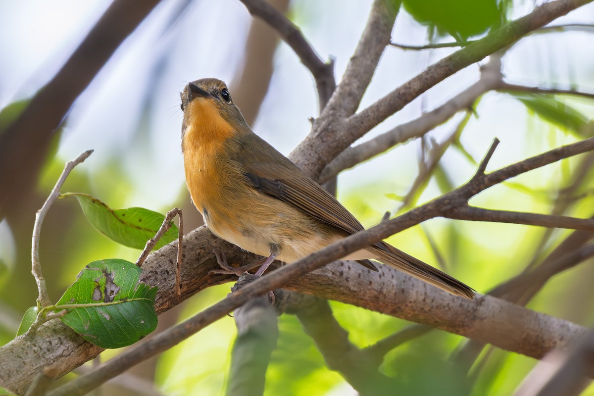 Hill Blue Flycatcher - ML643924004
