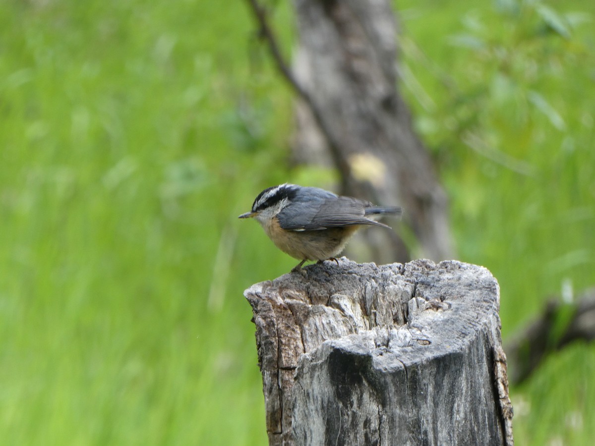 Rotbrustkleiber - ML643924008