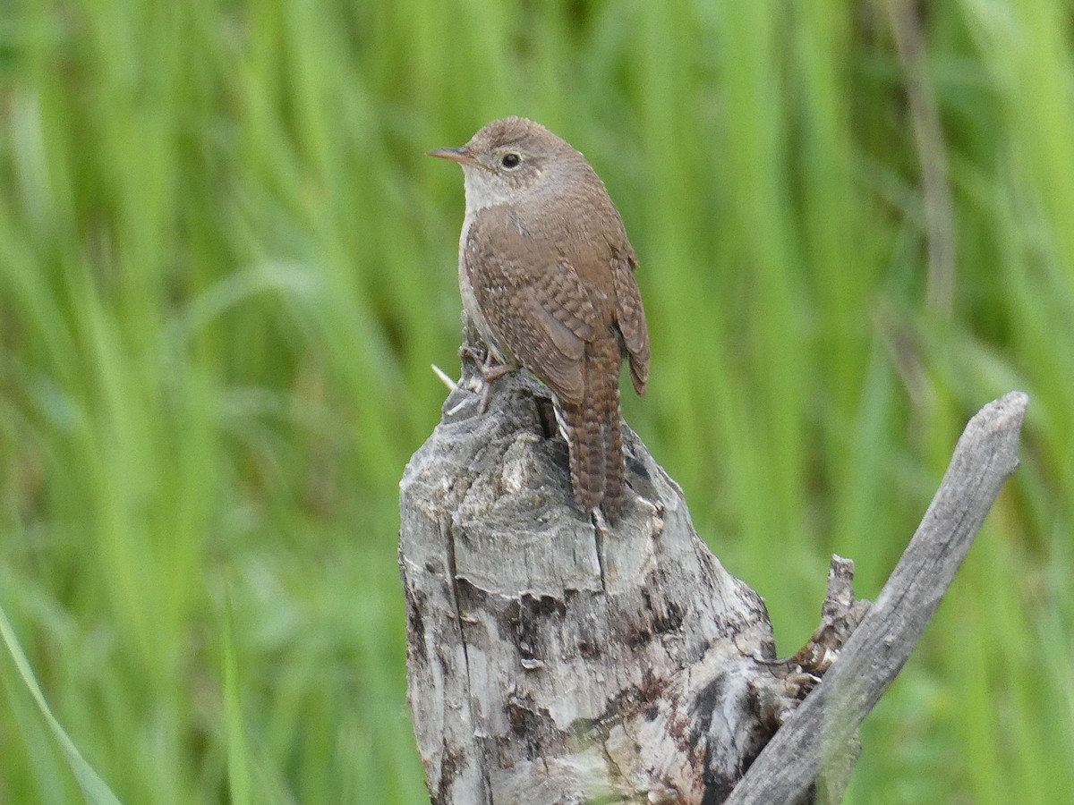 Hauszaunkönig - ML643924011