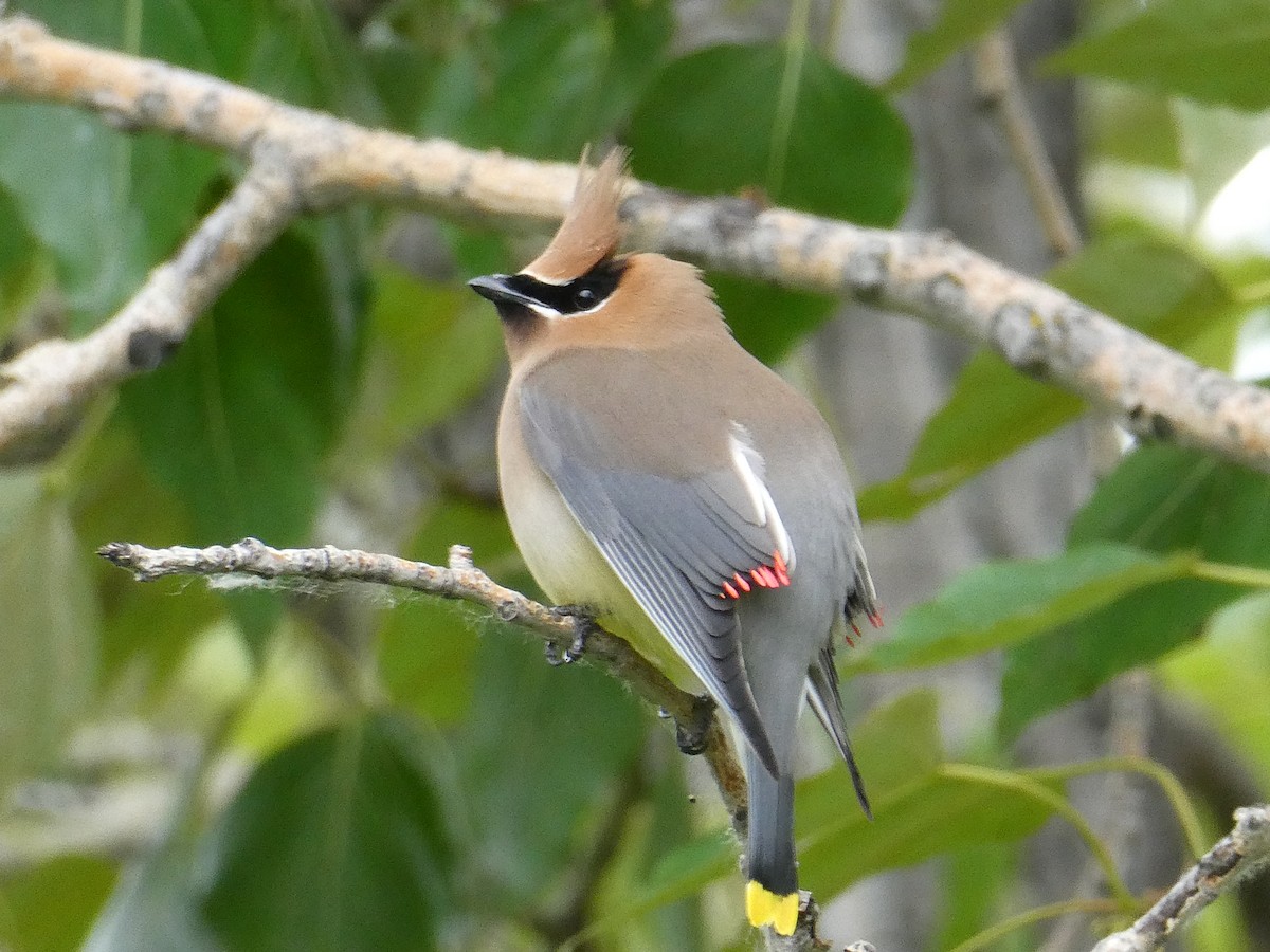 Zedernseidenschwanz - ML643924017