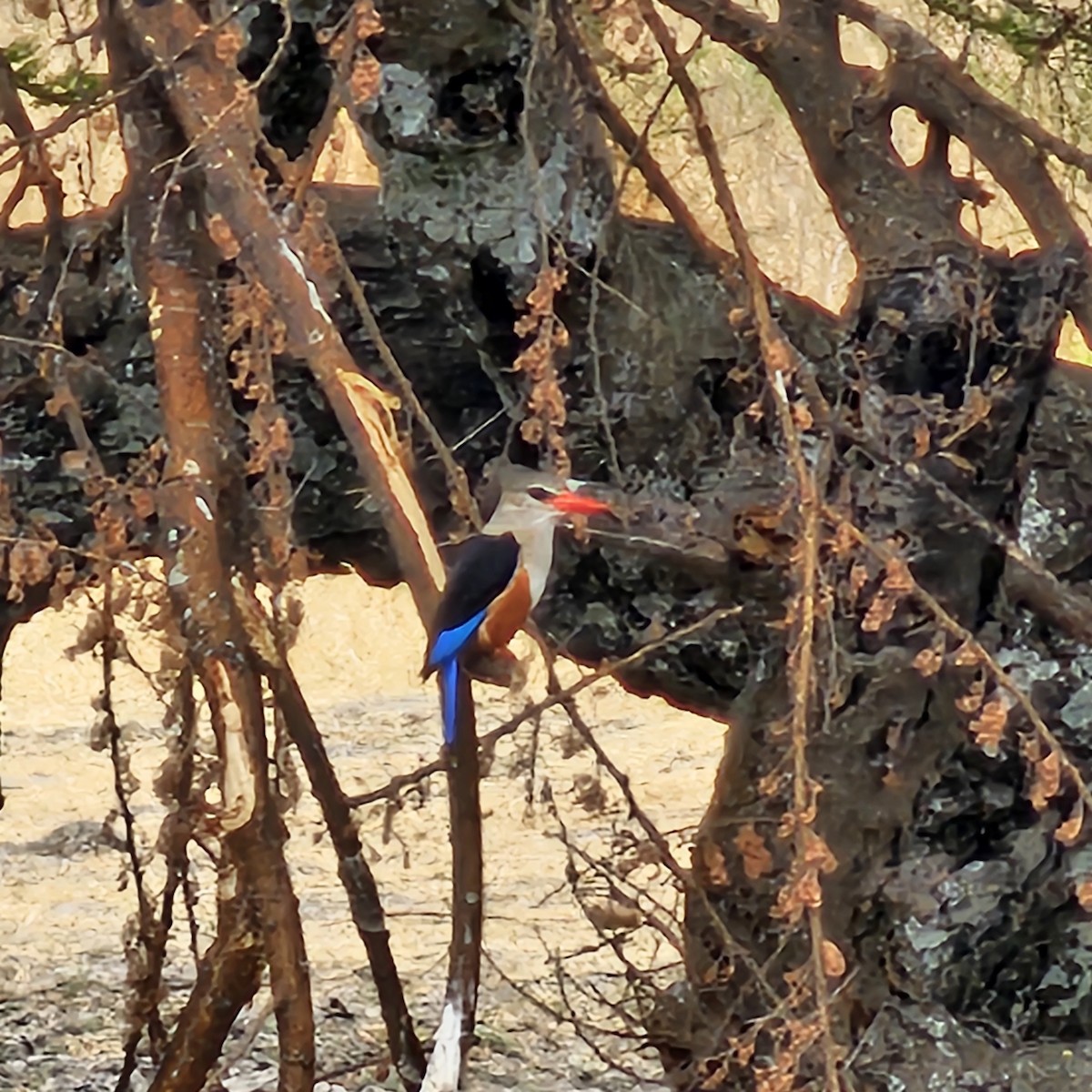 Alción Cabeciblanco - ML643924018