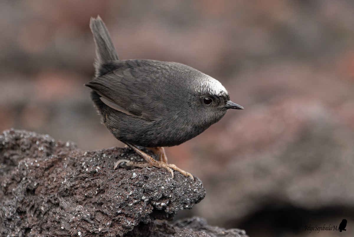 Magellanic Tapaculo - ML643924021