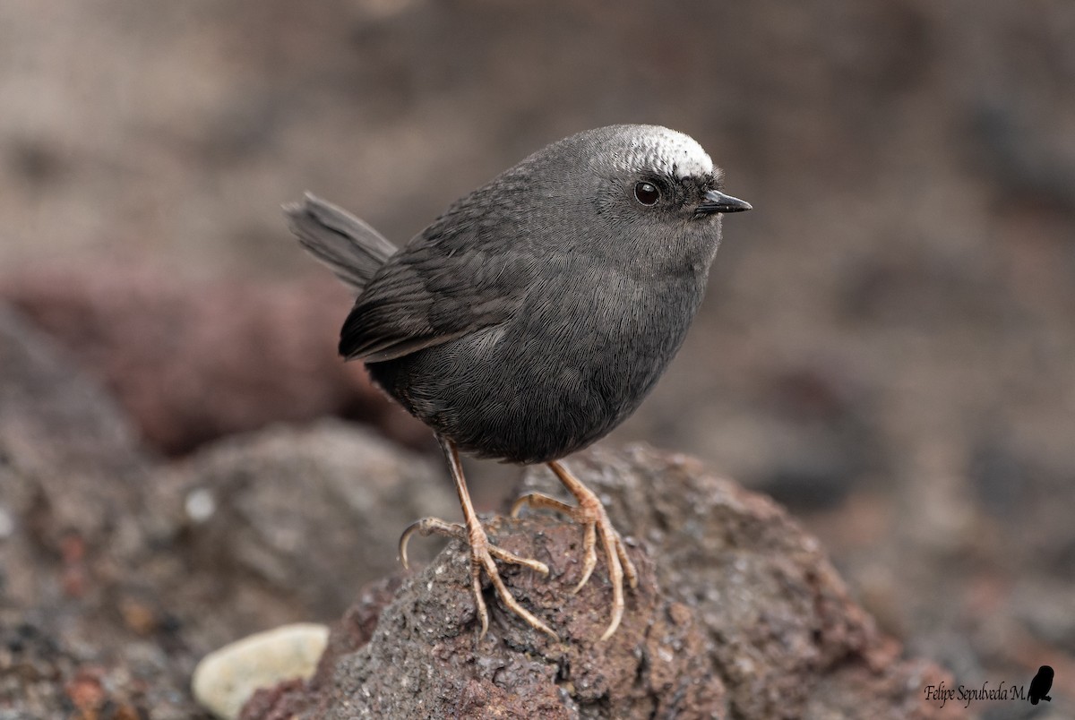 Magellanic Tapaculo - ML643924022