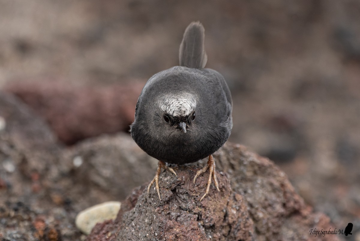 Magellanic Tapaculo - ML643924023