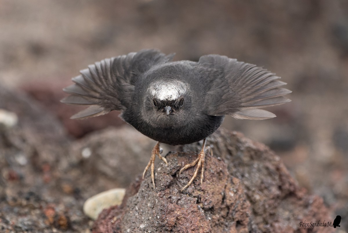 Magellanic Tapaculo - ML643924024