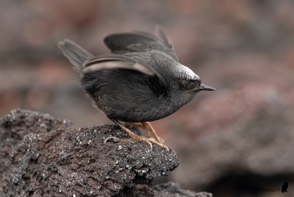 Magellanic Tapaculo - ML643924025