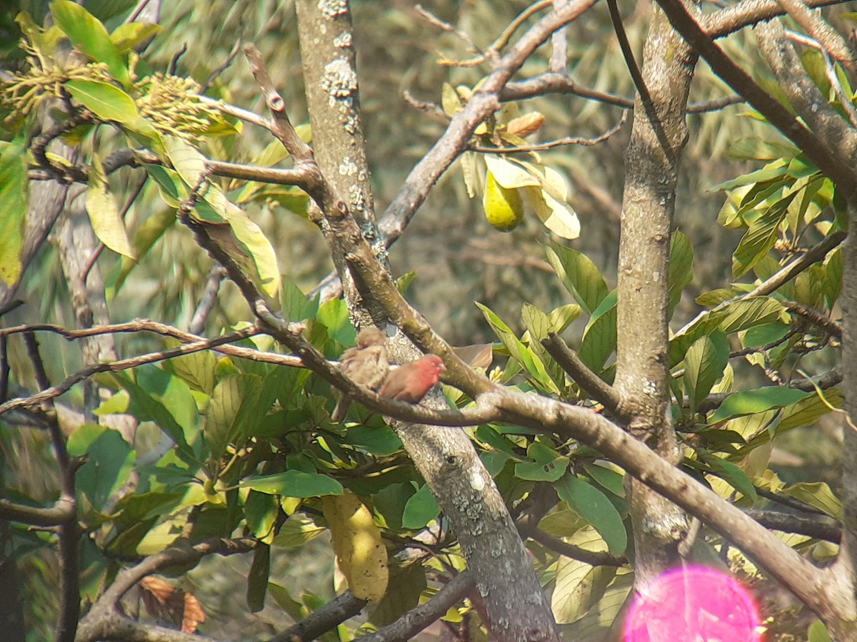 Red-billed Firefinch - ML643924026