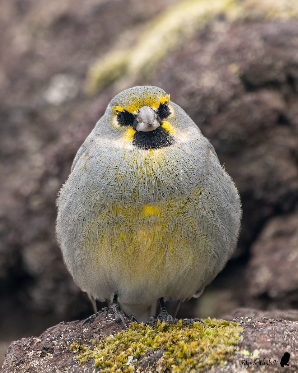 Yellow-bridled Finch - ML643924035