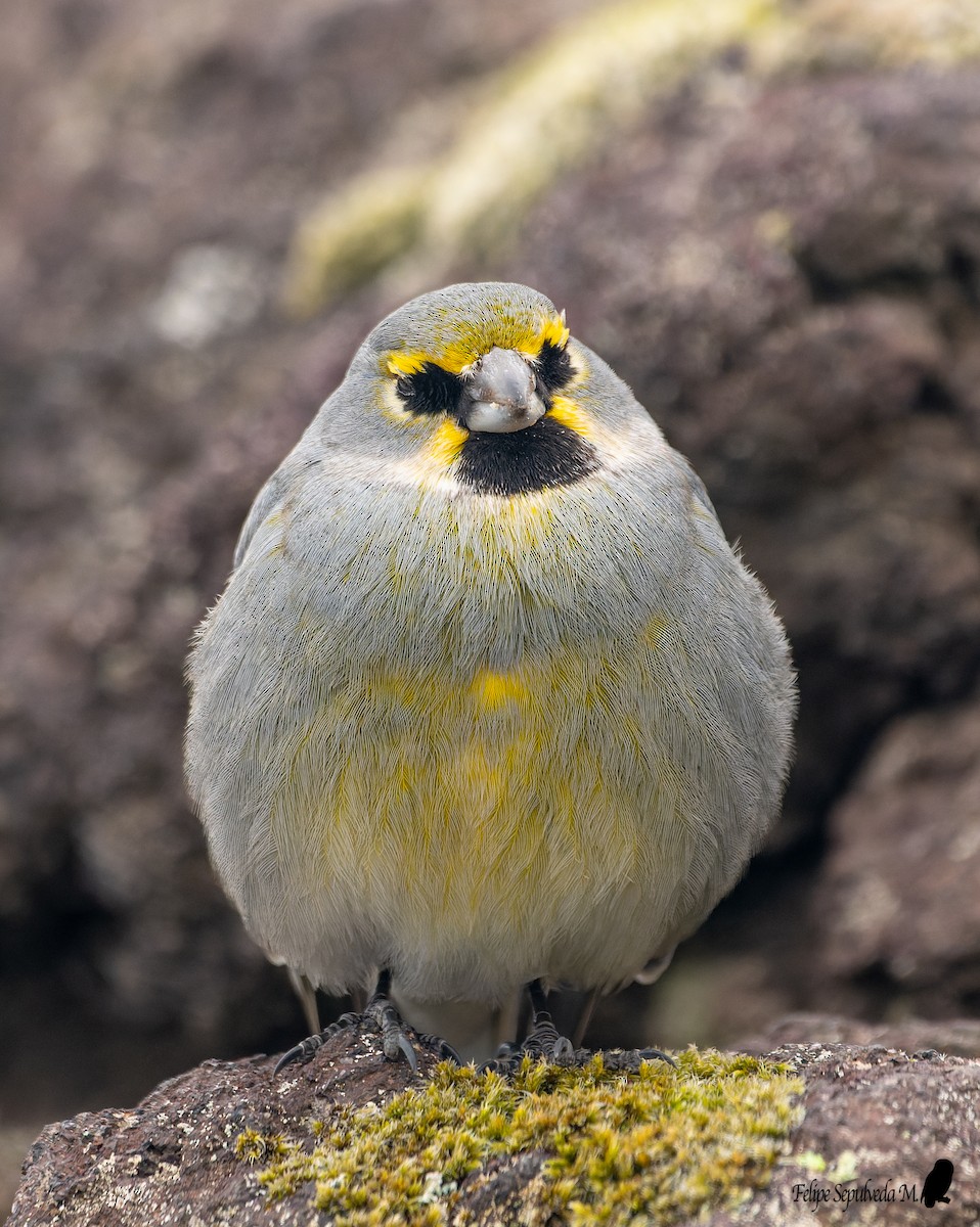 Yellow-bridled Finch - ML643924036