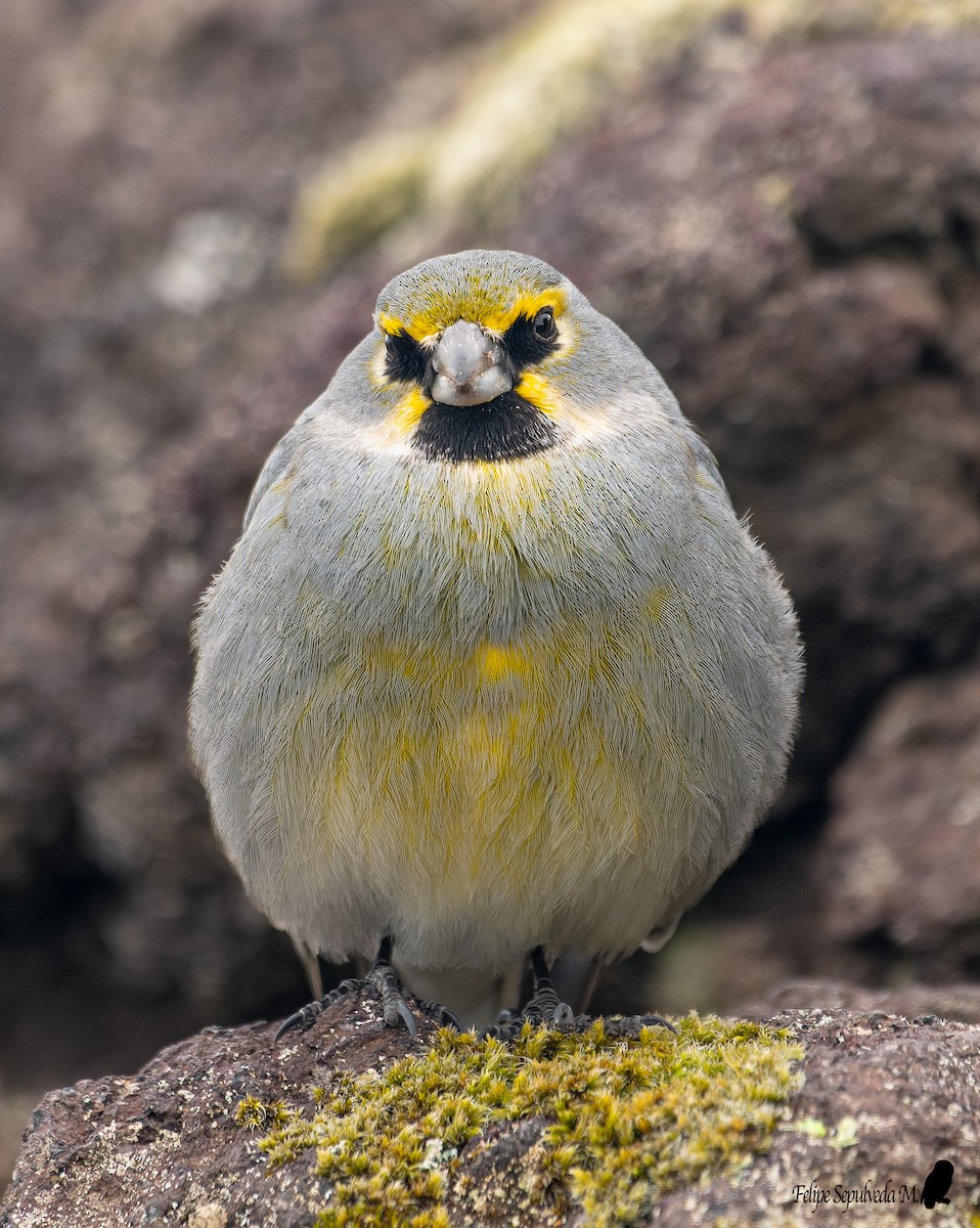 Yellow-bridled Finch - ML643924037