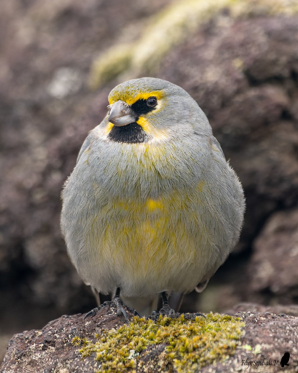 Yellow-bridled Finch - ML643924038
