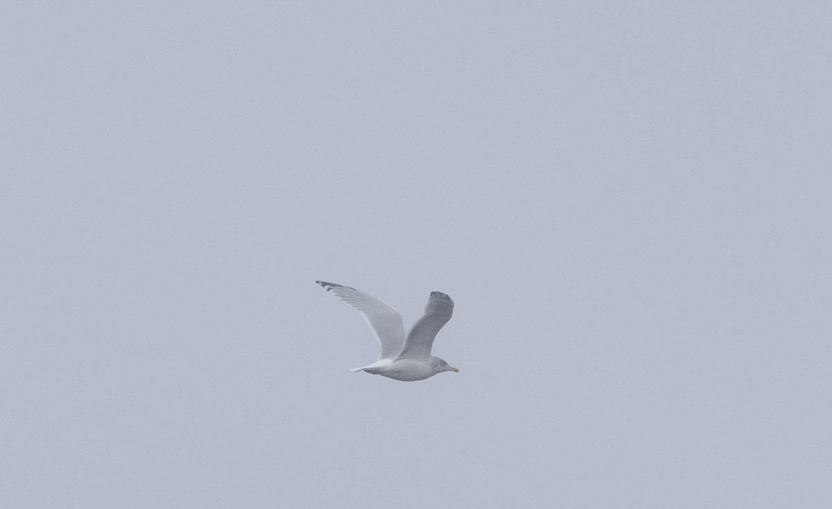 アイスランドカモメ - ML643924044