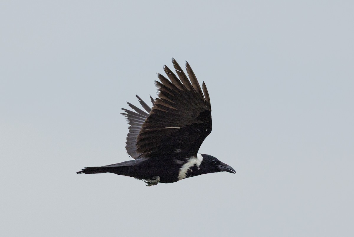 クビワガラス - ML643924046