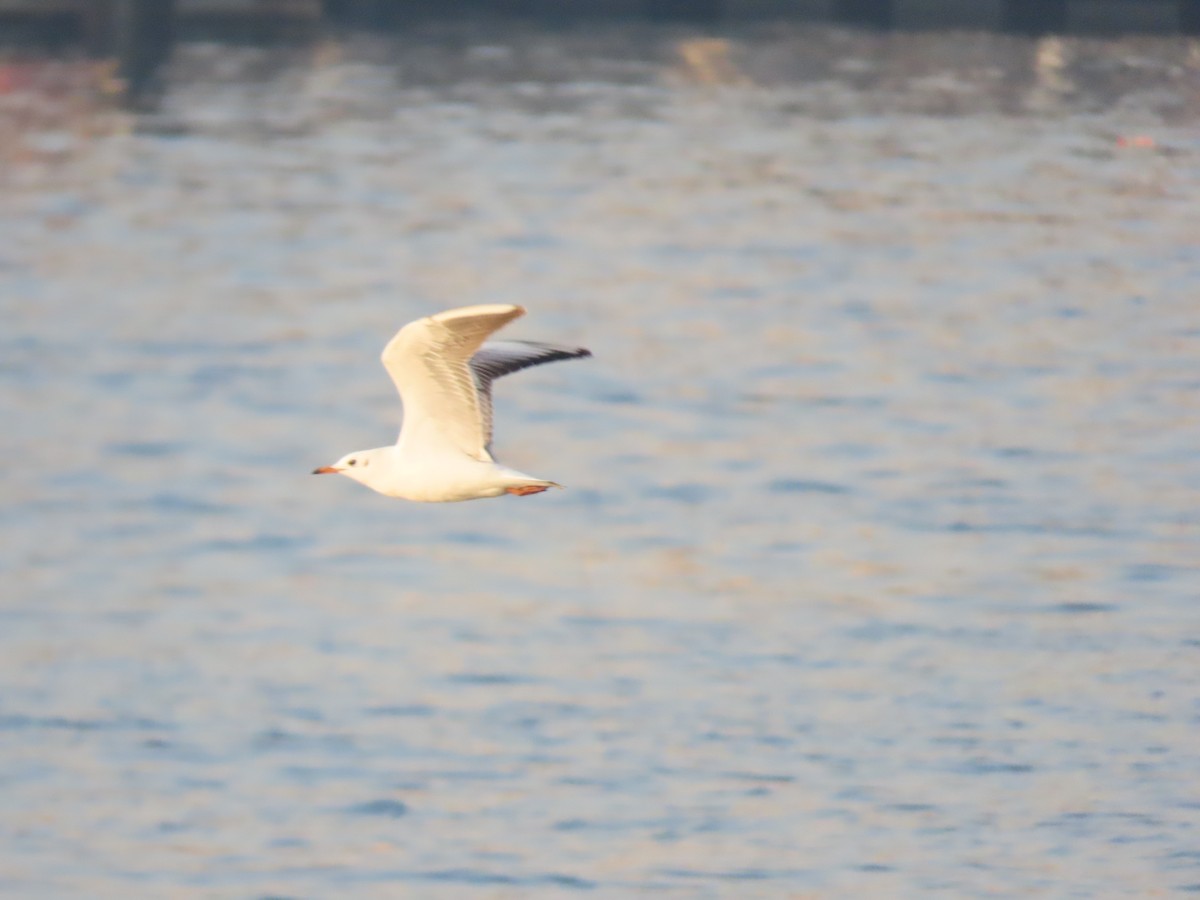 Slender-billed Gull - ML643924050