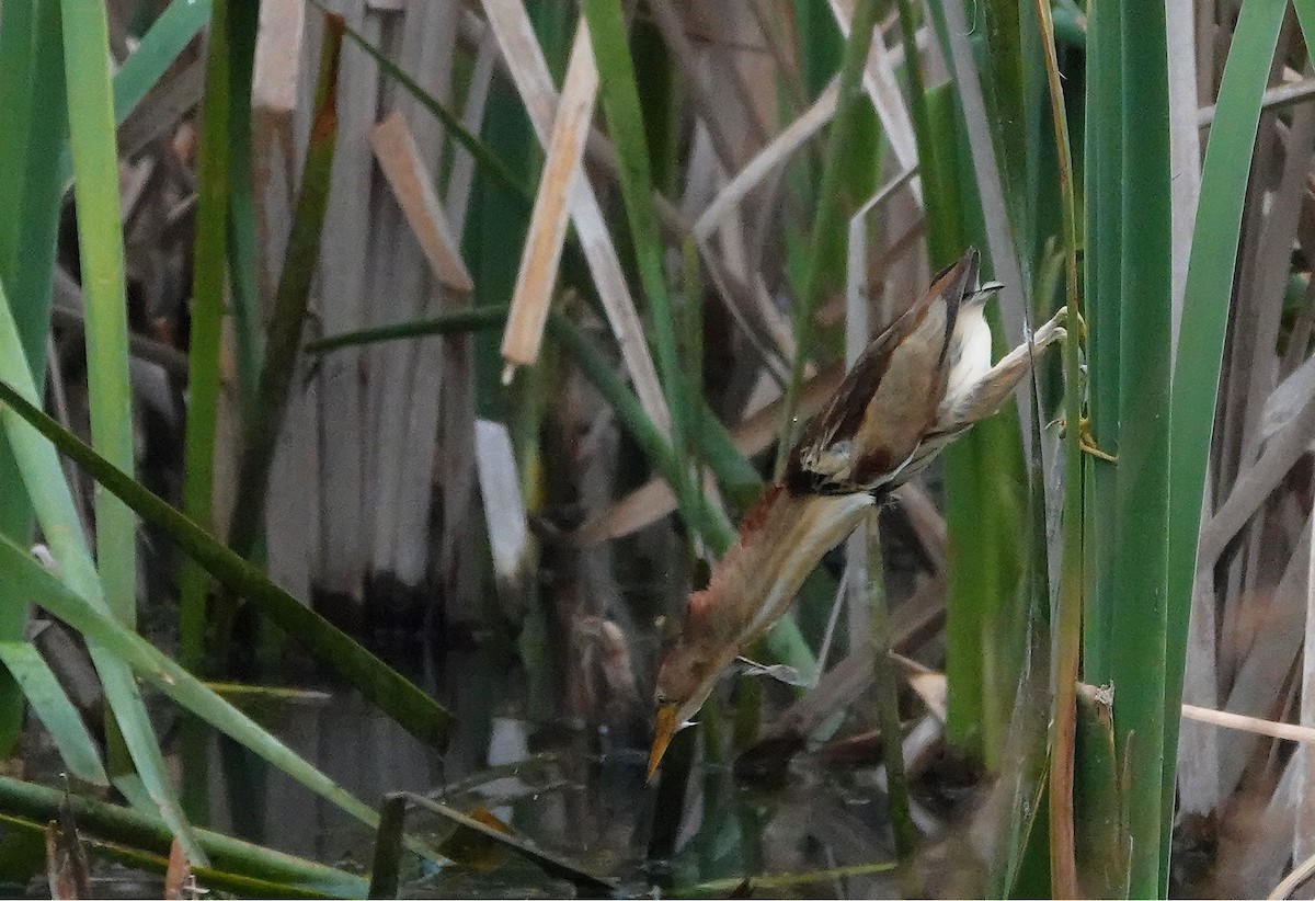 Black-backed Bittern - ML643924054