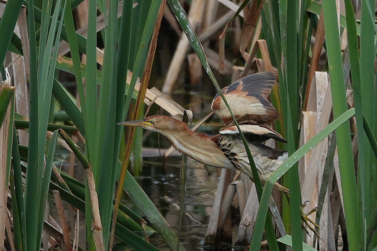 Black-backed Bittern - ML643924055