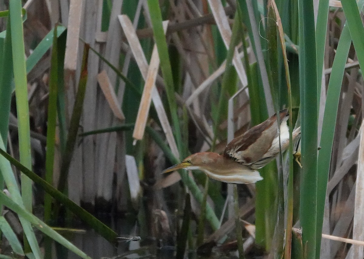 Black-backed Bittern - ML643924056