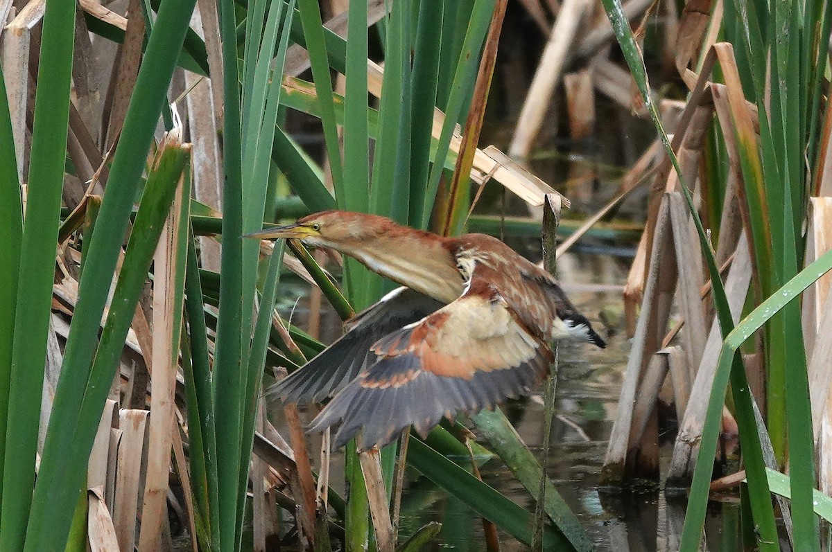 Black-backed Bittern - ML643924057