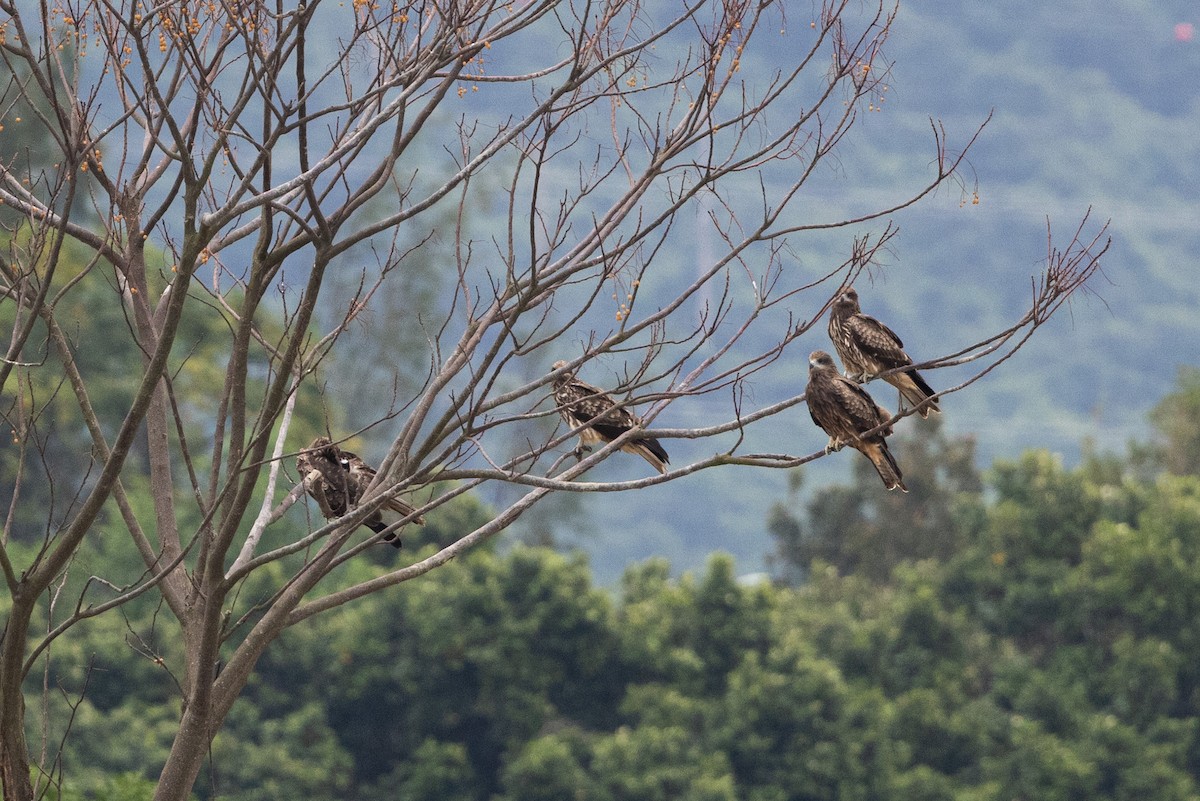 Black Kite (Black-eared) - ML643924058