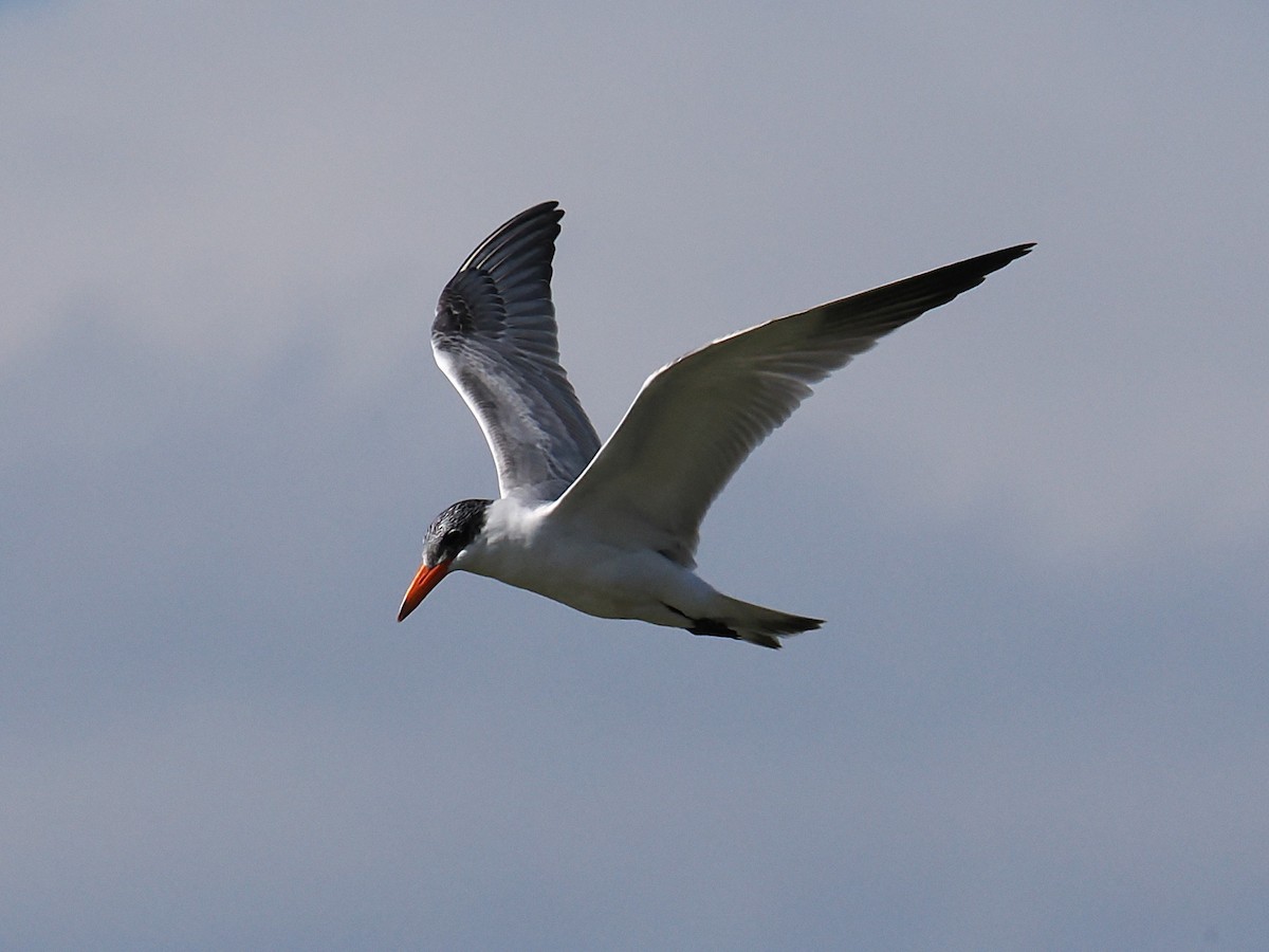 Caspian Tern - ML643924060