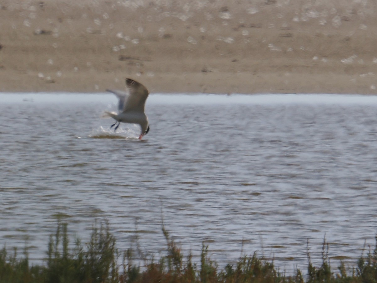 Caspian Tern - ML643924061