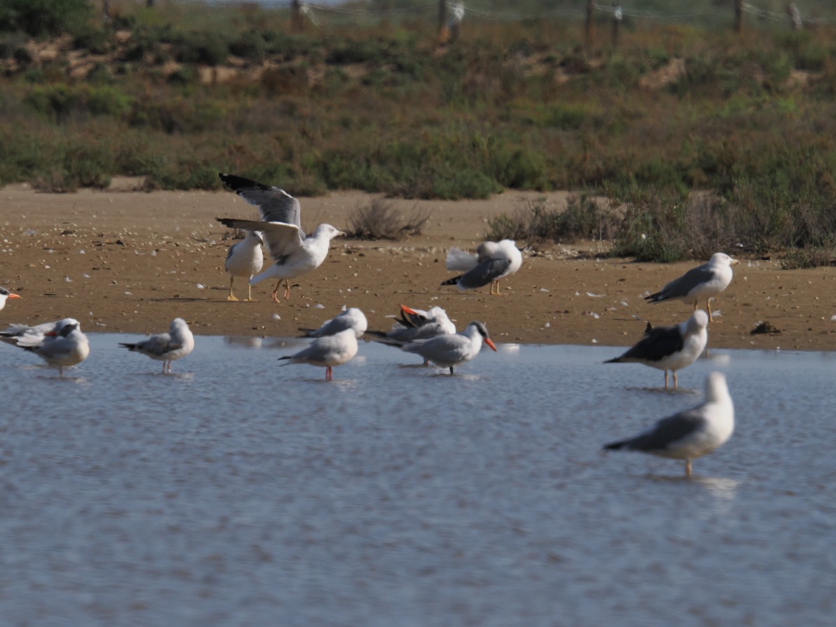 Caspian Tern - ML643924062