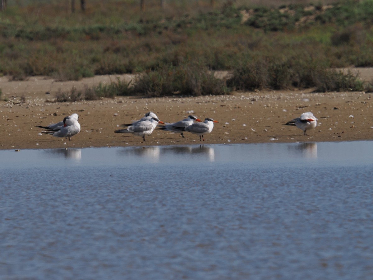 Caspian Tern - ML643924063