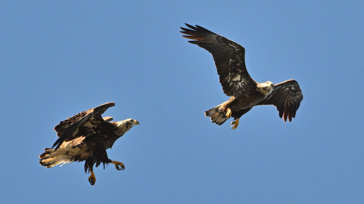 Bald Eagle - ML643924064