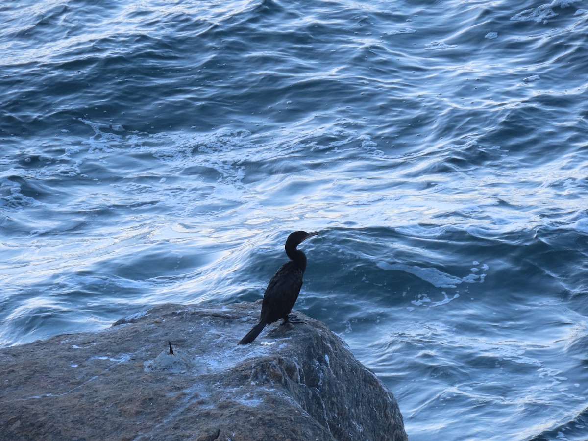 Neotropic Cormorant - ML643924065
