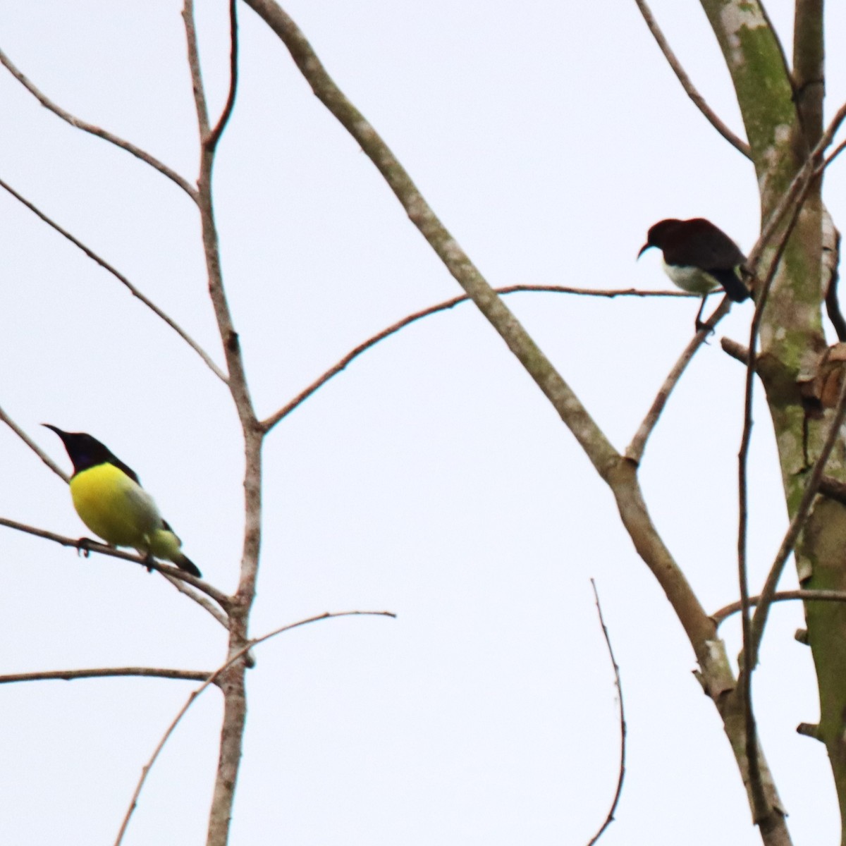 Purple-rumped Sunbird - ML643924066
