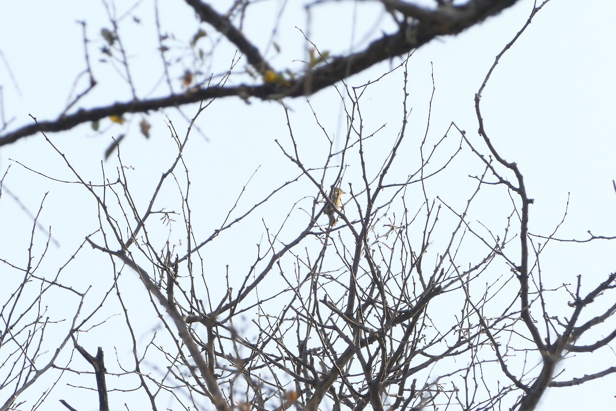 Spectacled Weaver - ML643924067