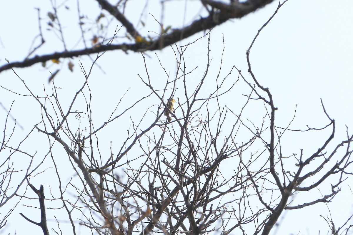 Spectacled Weaver - ML643924068