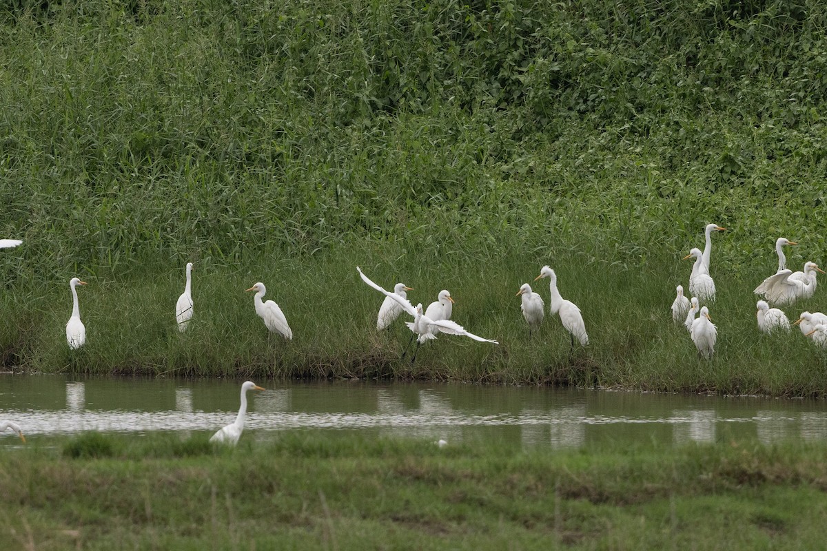 Eastern Cattle-Egret - ML643924069