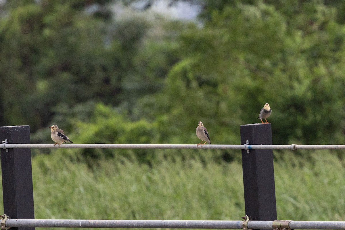 Red-billed Starling - ML643924071