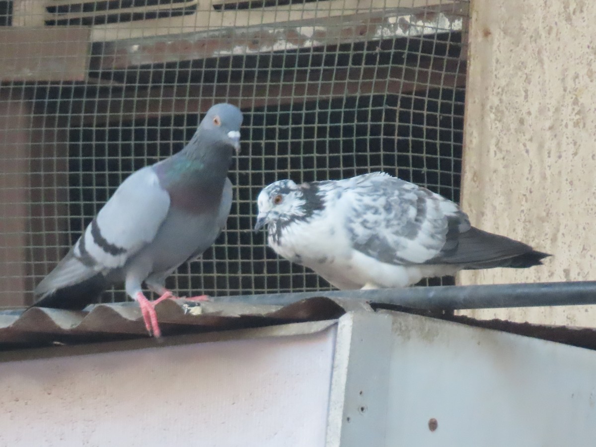 Rock Pigeon (Feral Pigeon) - ML643924072