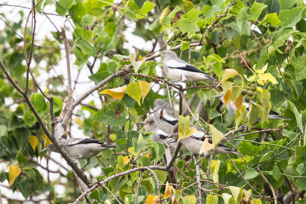 White-shouldered Starling - ML643924073