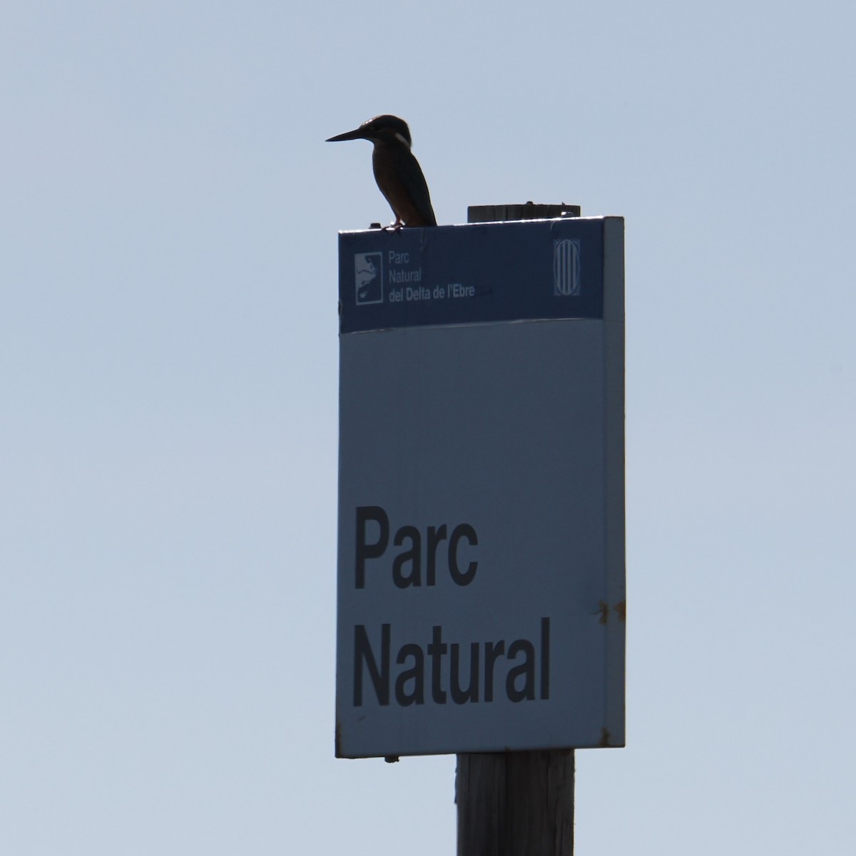 Common Kingfisher - ML643924074