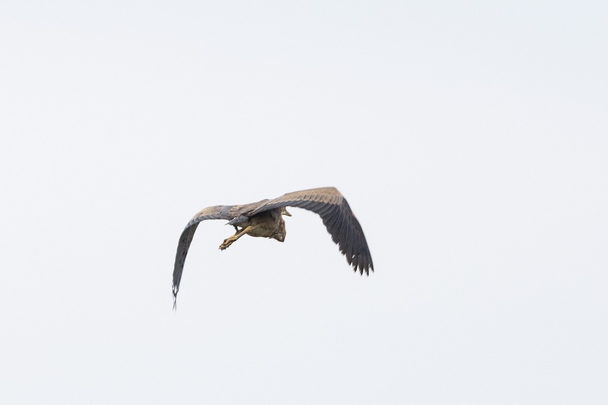 Purple Heron (Purple) - ML643924076